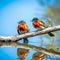 Bee-eaters on a Branch