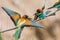 Bee-eaters, Merops apiaster, siting on a branch