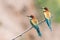 Bee-eaters, Merops apiaster, siting on a branch