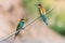 Bee-eaters, Merops apiaster, siting on a branch