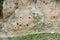 Bee-eaters`nests, Queen Elizabeth National Park, Uganda