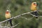 Bee-Eaters - Okavango Delta - Botswana