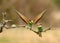 bee eaters pose on the branch of a tree