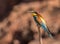 The bee-eaters return every summer