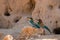 The bee-eaters return every summer