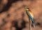 The bee-eaters return every summer