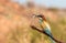 The bee-eaters return every summer