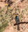 The bee-eaters return every summer