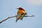 The bee-eaters in spring