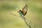 Bee-eaters in spring in the flower