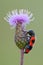 Bee Eating Beetle sitting motionless on a thistle flower