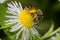 Bee eating pollen on a daisy