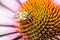 bee on echinacea purpurea /bee pollinates a colourful flower, top view