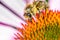 bee on echinacea purpurea/bee pollinates summer echinacea purpurea