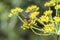 Bee Engaged in Pollination on a Fennel Flower in a Southern French Garden. Insect Activity and Blossoming Garden Ecosystem.