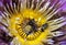 Bee enjoy honey in purple waterlily yellow pollen