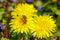 The bee enjoys a sunny day and collects honey on a dandelion flower