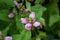 A bee entering a small pale pink flower in search of pollen