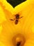 A bee, essential pollinator, covered with pollen comes out of a yellow pumpkin flower