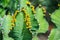 Bee on Euphorbia cactus with Yellow blossoms