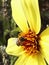 A bee, excellent pollinator, on a yellow Dahlia flower