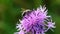 Bee extracting nectar from thistle flower