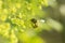 A bee extracts nectar from a flower in spring