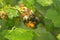 A bee extracts nectar from a flower in spring