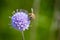 Bee feeding from Devil`s-bit Scabious