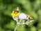 Bee feeding on the flower of a hawkweed plant