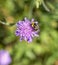 Bee feeding on a purple pincushion Flower.