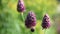 Bee feeding on a purple plant