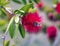 Bee feeding from Scarlet Bottle brush plant flower