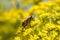 Bee on fennel flower, California