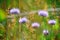 Bee on Field Scabious growing on meadow