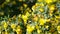 A bee flies around yellow acacia flowers on a sunny summer day. The insect collects nectar from the fragrant flowers of