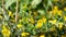 A bee flies around yellow acacia flowers on a sunny summer day. The insect collects nectar from the fragrant flowers of