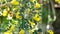 A bee flies around yellow acacia flowers on a sunny summer day. The insect collects nectar from the fragrant flowers of