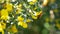 A bee flies around yellow acacia flowers on a sunny summer day. The insect collects nectar from the fragrant flowers of