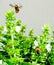 bee flies on basil flowers