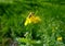 Bee flies on the flower celandine