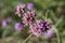 A bee flies near a flower of Argentinean verbena, also known as purple verbena, cluster or high verbena, sweet verbena.