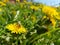 Bee flies in pollen on yellow flowers dandelion