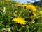 Bee flies in pollen on yellow flowers dandelion