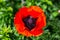 Bee flies on a red poppy on a green background in the garden