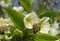 Bee flies to blooming sweet-cherry flower, closeup