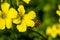 A bee flies to the yellow flower to catch pollen