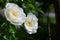 Bee flies towards a white rose