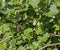 Bee flies up to pollinate the gooseberry flower