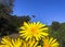 A bee in flight next to a yellow flower